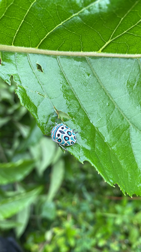 Picasso Bug