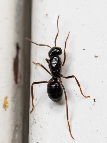 Lasius fuji