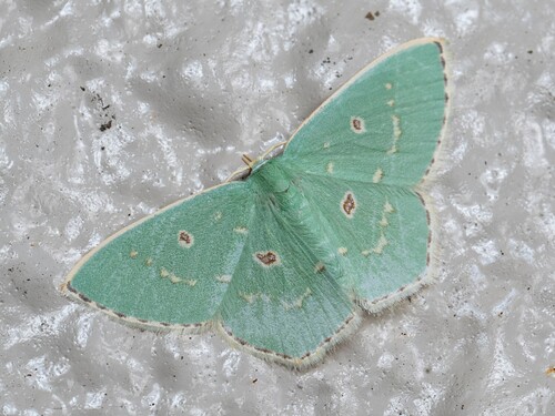 Comostola subtiliaria