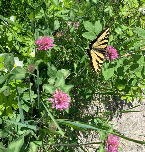 Canadian Tiger Swallowtail