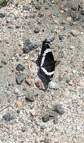 Red-spotted Admiral