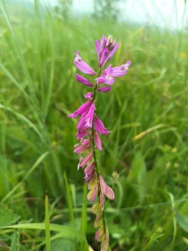 Polygala major