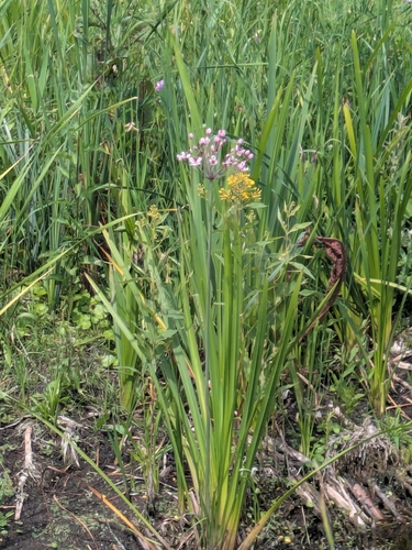 Flowering-rush