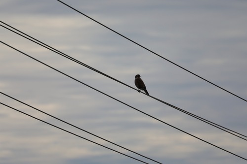 Brown Falcon