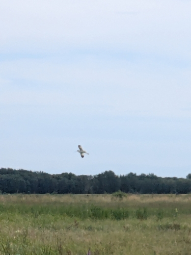 Pied Avocet