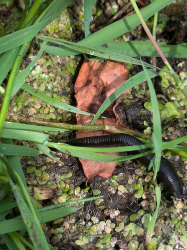 Horse Leech
