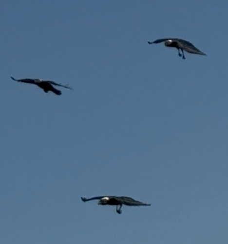 White-necked Raven