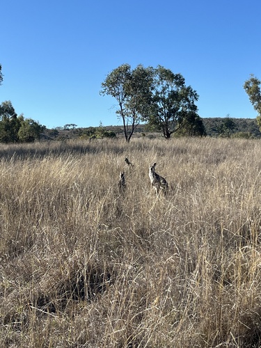 Common Wallaroo