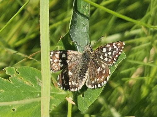 Grizzled Skipper