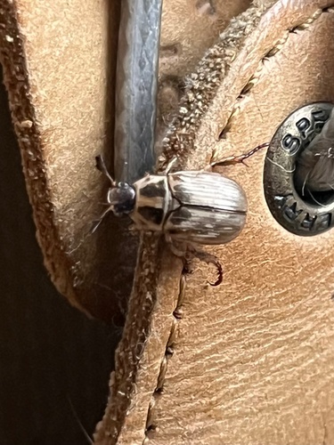 Oriental Beetle