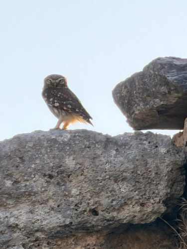 Southeastern European Little owl