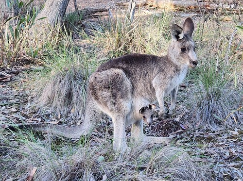 Eastern Grey Kangaroo