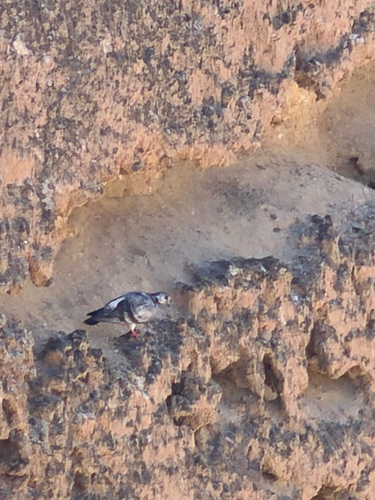Feral Pigeon