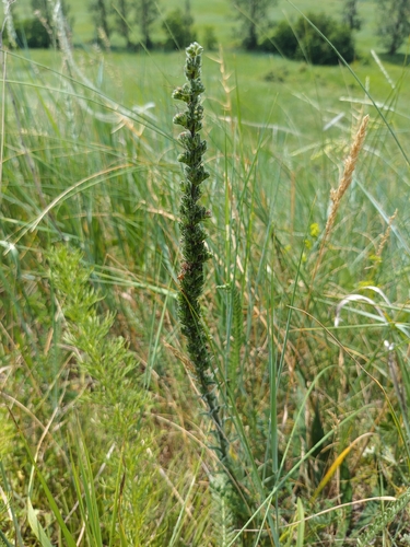 Pontechium maculatum