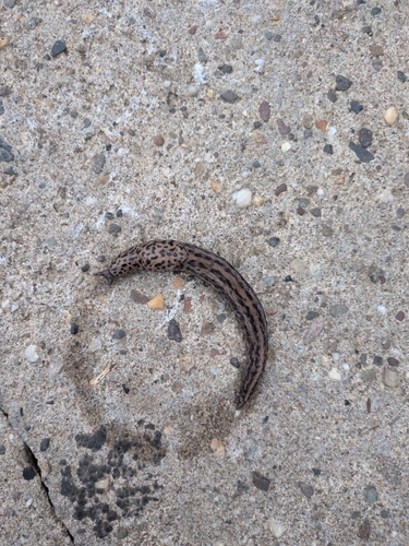 Leopard Slug