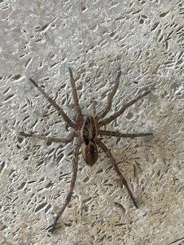 Radiated Wolf Spider