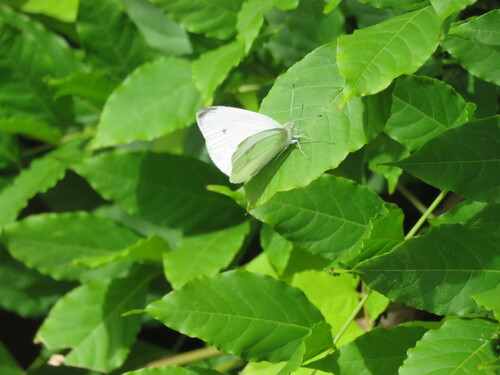 Small White
