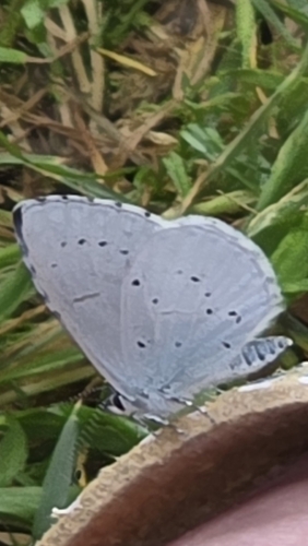 Holly Blue