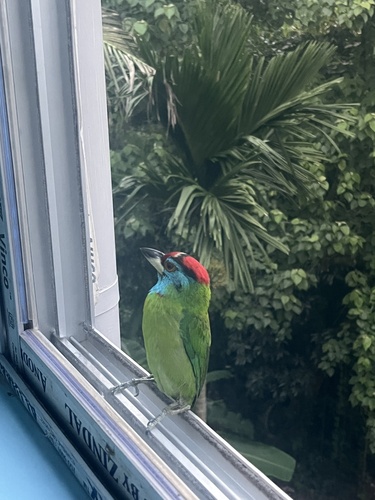 Blue-throated Barbet