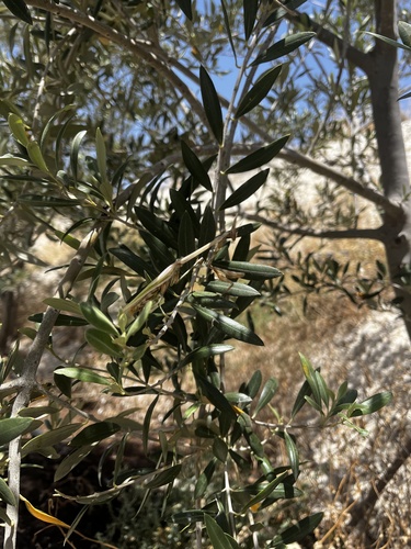 Mediterranean Conehead Mantis