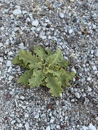 wavyleaf mullein