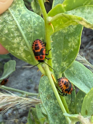 Eckerlein's Caper Bug