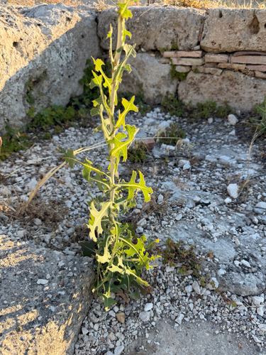prickly lettuce