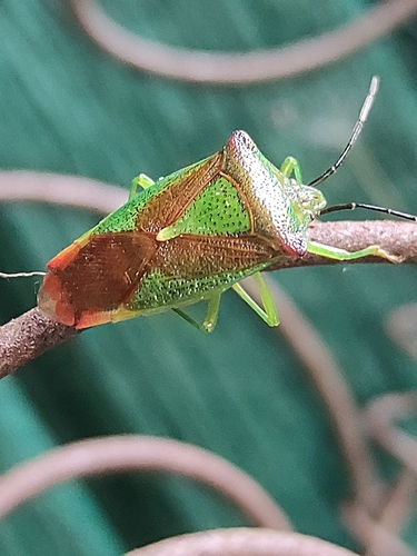 Hawthorn Shield Bug