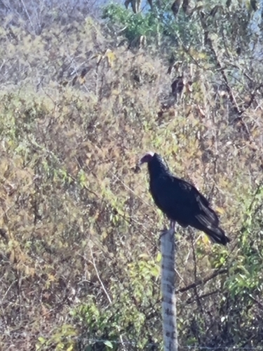 Turkey Vulture