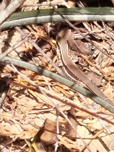 Giant Ameiva