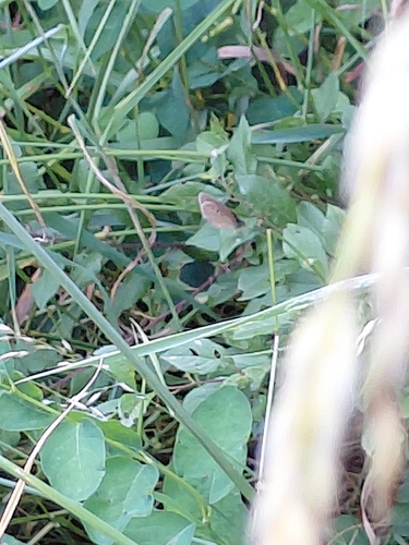 Ringlet