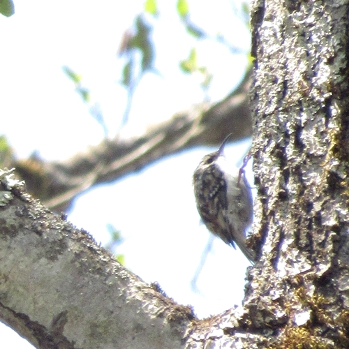 Certhia familiaris persica