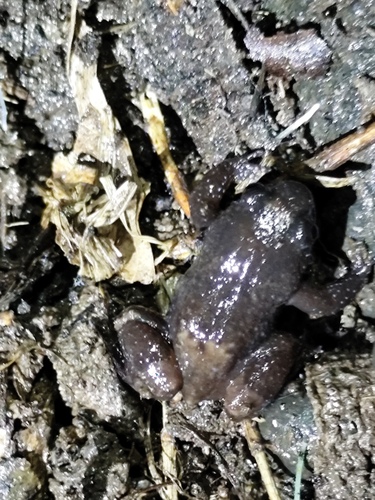Leptodactylodon bueanus