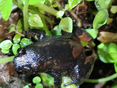 Leptodactylodon bueanus