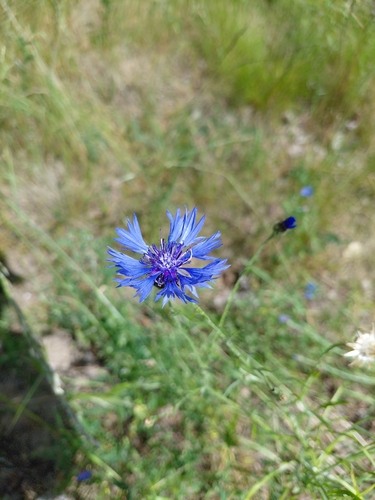 Cornflower