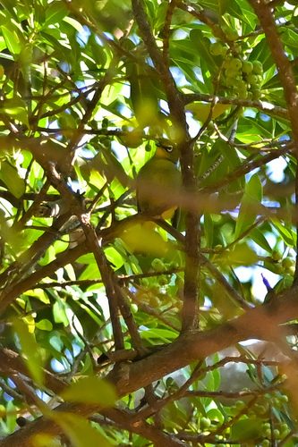 Cape White-eye