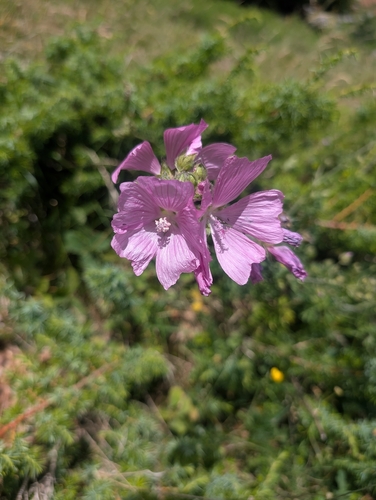 musk mallow