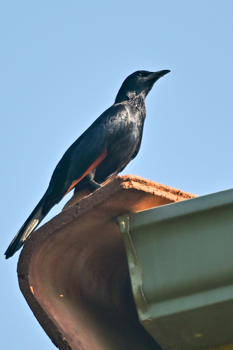 Southern Red-winged Starling