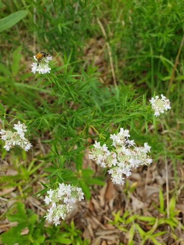 narrowleaf mountainmint