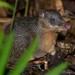 New Guinean Spiny Bandicoots - Photo (c) Chien Lee, all rights reserved, uploaded by Chien Lee