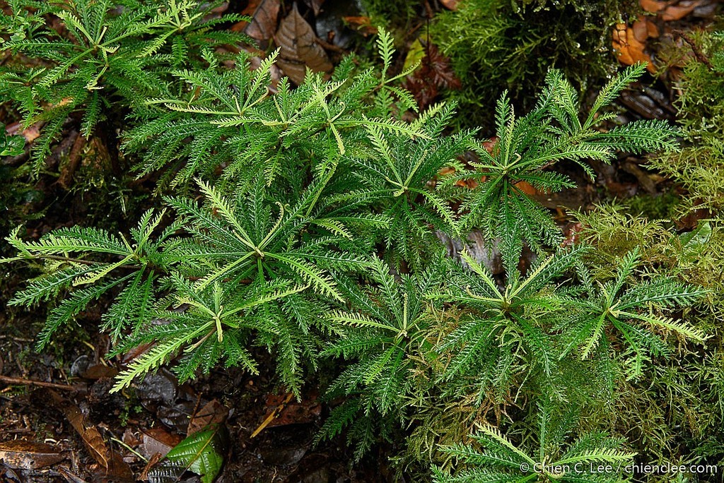 Discocalyx dissecta from Arfak Mountains Regency, West Papua, Indonesia ...