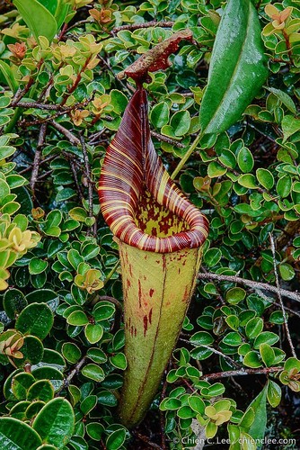 velvet pitcher plant (Nepenthes mollis)