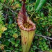 Nepenthes mollis - Photo (c) Chien Lee, כל הזכויות שמורות, הועלה על ידי Chien Lee