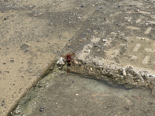 Oriental Hornet