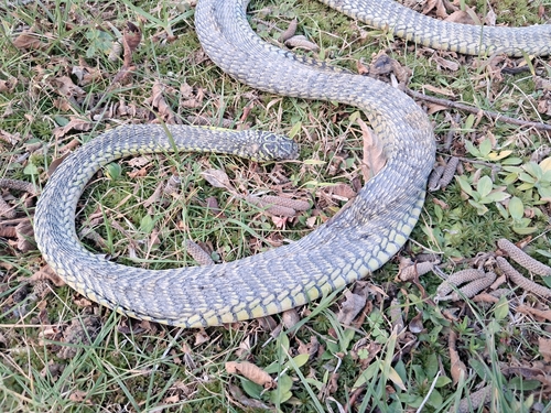 Boomslang
