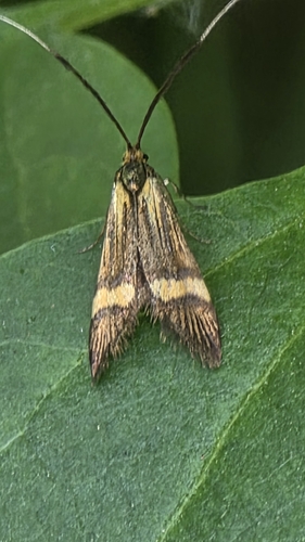 Nemophora scopolii