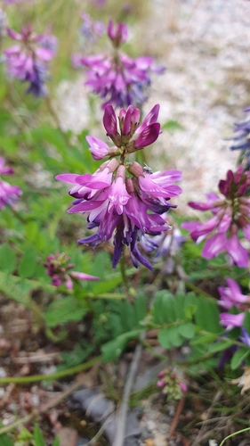 Alpine Milkvetch