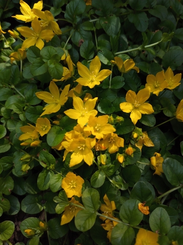 creeping Jenny