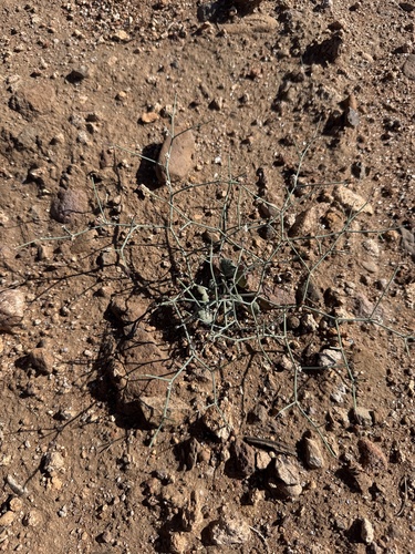 Roundleaf Buckwheat