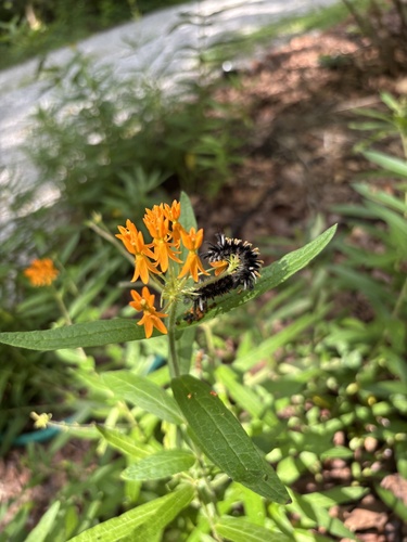 Milkweed Tussock Moth